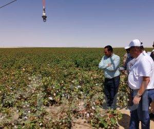 " توفيق " يتفقد تجربة زراعة القطن قصير التيلة بشرق العوينات