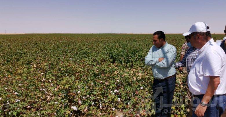 " توفيق " يتفقد تجربة زراعة القطن قصير التيلة بشرق العوينات