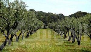 اليجانت ريف