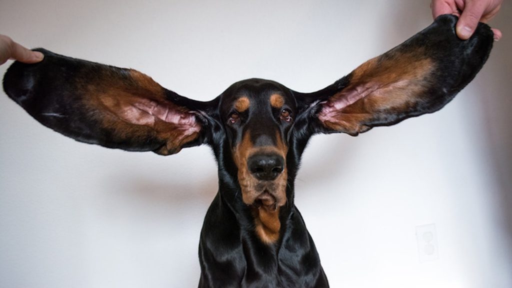 تعرف-إلى-الكلب-صاحب-أطول-أذنين-بالعالم-والذي-حطم-الرقم-القياسي-بموسوعة-غينيس