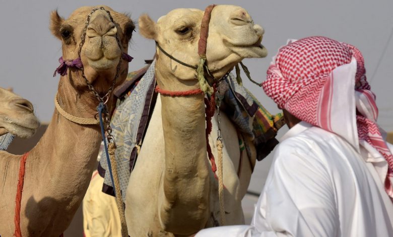 السعودية.-القبض-على-وافد-مصري-امتهن-اجراء-عمليات-تجميل-للإبل-لرفع-سعرها
