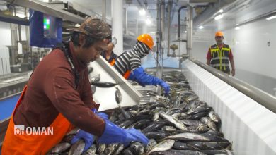 صورة شاهد.. خطط سلطنة عُمان لغزو أسواق الأسماك العالمية بطريقة مستدامة
