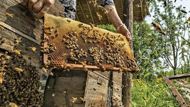 صورة انقاذ آلاف النحل فى خلايا مدفونة تحت رماد بركان لابالما 50 يوما