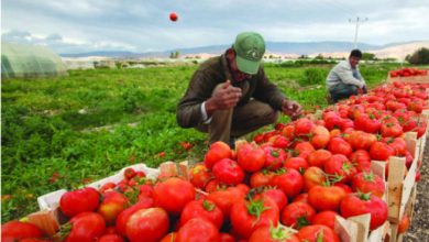 صورة الزراعة: صادرات مصر الزراعية بلغت 5.2 مليون طن حتى الآن