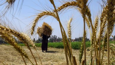 مصر-تتجه-للسوق-المحلي-لتعويض-القمح-الروسي-والأوكراني.-ومزارعون-يطالبون-برفع-السعر
