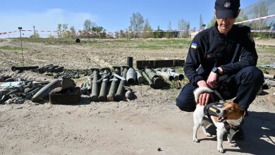 زيلينسكي-يكرم-أشهر-كلب-في-أوكرانيا-لدوره-في-مواجهة-الحرب-الروسية