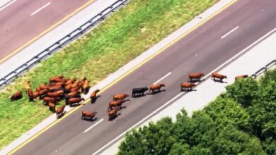 شاهد-ما-فعله-قطيع-أبقار-هرب-من-مقطورة-مشتعلة-على-طريق-سريع-في-فلوريدا