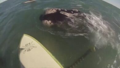 شاهد.-ظهور-مفاجىء-لحيتان-حول-ممارسي-التجديف-في-الأرجنتين