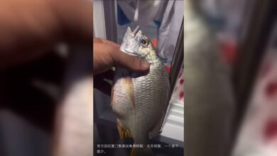 فحص-واختبارات-“مسحة”-لأسماك-في-الصين-يثير-تفاعلًا-وسخرية.-لماذا-تقوم-السلطات-بذلك؟