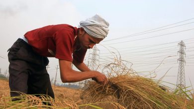 الحكومة-المصرية-تصنف-الأرز-كـ”سلعة-استراتيجية”-بعد-نقصه-في-الأسواق.-وخبراء-يعلقون