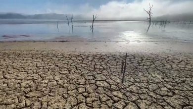 أرض-متصدعة-وأشجار-ميتة.-شاهد-مدى-تأثير-الجفاف-على-الأراضي-التونسية