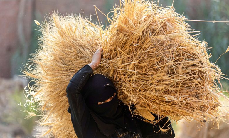 مصر.-الحكومة-ترفع-أسعار-شراء-القمح-من-المزارعين-لتخفيف-الضغط-على-الدولار