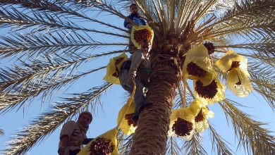 ليست-السعودية.-دولة-عربية-أخرى-تتصدر-أكبر-منتجي-التمور-بالمنطقة-في-2021