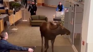 زائر-غير-متوقع.-كاميرا-ترصد-ظهورًا-طريفًا-لحيوان-الموظ-داخل-مستشفى-بأمريكا