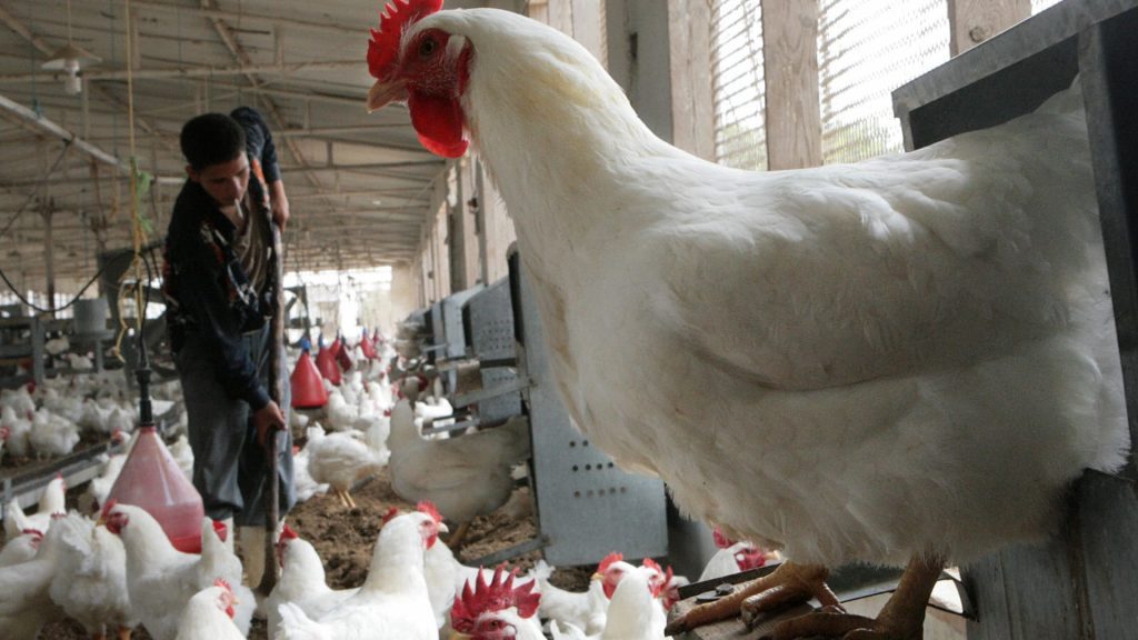 مصرتراكم-الأعلاف-في-الموانئ-بسبب-شح-الدولار.ومربون:-سيؤدي-لزيادة-أسعار-الدواجن