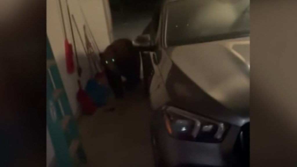 دخل-خلسة-أثناء-نومهما.-شاهد-ما-حدث-لزوجين-فُوجئا-بوجود-دب-جائع-داخل-مرآب-منزلهما