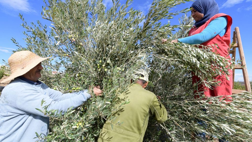 منها-السعودية.-كم-تبلغ-تقديرات-إنتاج-زيت-الزيتون-في-الدول-العربية-لهذا-العام؟
