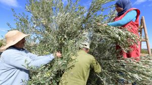 منها-السعودية.-كم-تبلغ-تقديرات-إنتاج-زيت-الزيتون-في-الدول-العربية-لهذا-العام؟