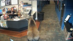 تذوق-الفشار-وحشر-فمه-داخل-وجبة-ماكدونالدز.-كاميرا-رصدت-حيوان-الموظ-يتجول-في-السينما