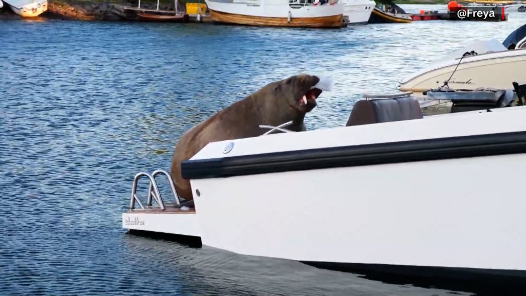 أسرت-قلوب-الناس.-معجبون-يجمعون-25-ألف-دولار-لإنشاء-تمثال-أنثى-حيوان-الفظ-بعد-موتها