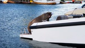 أسرت-قلوب-الناس.-معجبون-يجمعون-25-ألف-دولار-لإنشاء-تمثال-أنثى-حيوان-الفظ-بعد-موتها