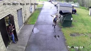 تفاجأ-كلاهما-بالآخر.-كاميرا-رصدت-دبًا-يخرج-من-حاوية-مدرسة-في-وجه-المدير