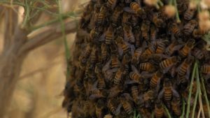 عندما-تسمع-طنينه-قد-يكون-حان-وقت-الهرب.-تعرف-إلى-النحل-الأفريقي