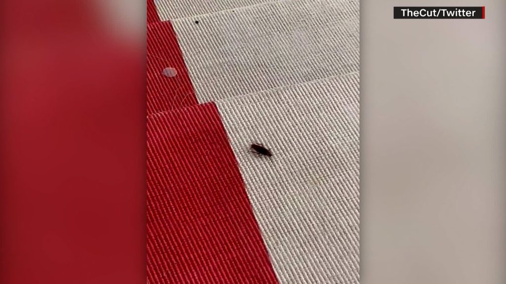 صرصور-“مواكب-للموضة”-يقتحم-حفل-“ميت-غالا”-ويثير-تفاعلًا.-شاهد-ما-حدث