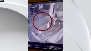 فوجئ-وفاجأ-القطة.-شاهد-ما-حدث-عندما-اقتحم-ذئب-القيوط-منزلًا-في-أمريكا