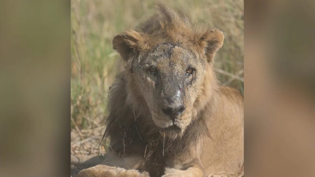 كان-يبحث-عن-فريسة-في-حظيرة-ماشية.-مقتل-لونكيتو-أحد-أكبر-الأسود-في-العالم