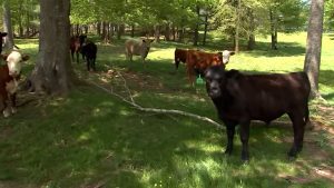 مشتبه-به-فر-من-الشرطة-واختبأ-في-مزرعة-بأمريكا.-ولكن-من-فضح-مكانه؟