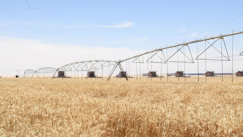 مصر:-استيراد-لحوم-من-جيبوتي-وتشاد-لخفض-الأسعار.-وزراعة-أراضٍ-جديدة-بالقمح-لتقليل-المستورد