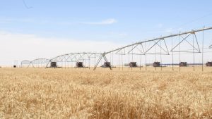 مصر:-استيراد-لحوم-من-جيبوتي-وتشاد-لخفض-الأسعار.-وزراعة-أراضٍ-جديدة-بالقمح-لتقليل-المستورد