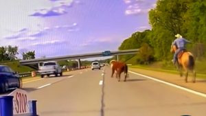 فوضى-مضحكة.-شاهد-كيف-تمكن-رعاة-من-السيطرة-على-بقرة-هاربة-في-“طريق-سريع”