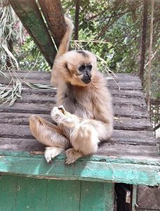 تطوير حديقة الحيوان بالجيزة